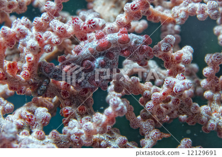 Bargibanti Pigmy Sea Horse the smallest in the world Bargibanti Pigmy Sea Horse the smallest in the world 12129691