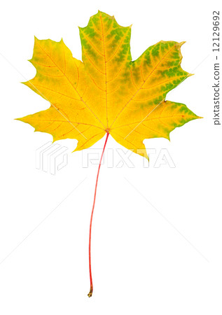 Maple leaf Maple leaf 12129692