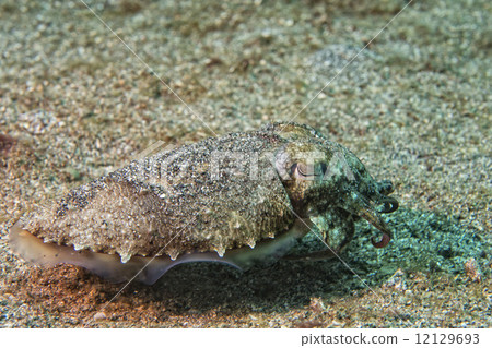 Squid cuttlefish underwater on black lava sand much dive 12129693
