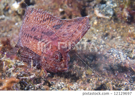 Brown Leaf fish in Siladen 12129697