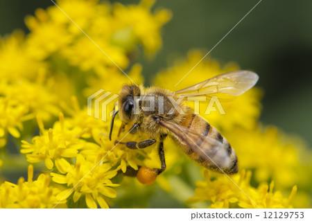 Bee while sucking pollen Bee while sucking pollen 12129753