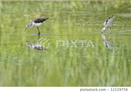 Isolated black-winged stilt looking at you Isolated black-winged stilt looking at you 12129756