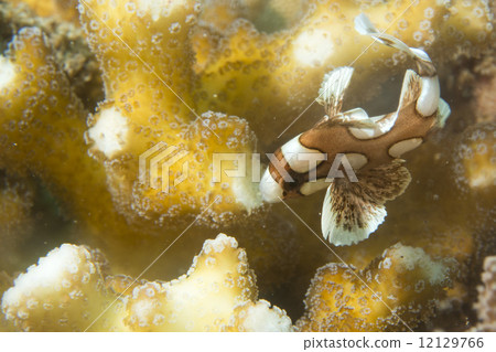 plectorhinchus clown fish 12129766