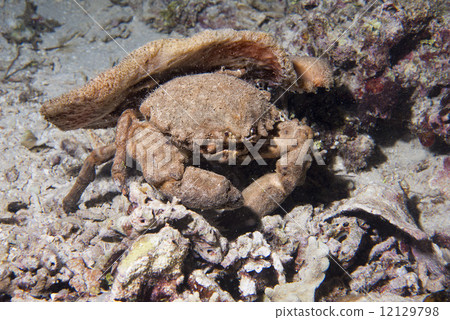 Anemone crab in Philippines Anemone crab in Philippines 12129798
