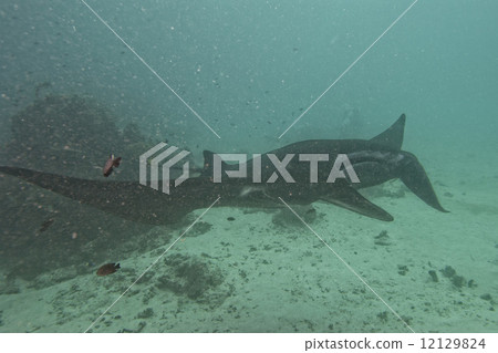 Very rare Black Manta in the blue background 12129824