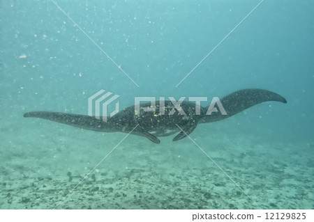 Very rare Black Manta in the blue background 12129825