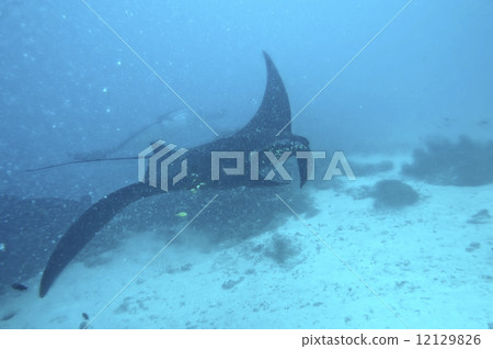 Very rare Black Manta in the blue background 12129826