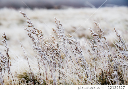 Frozen meadow flower 12129827