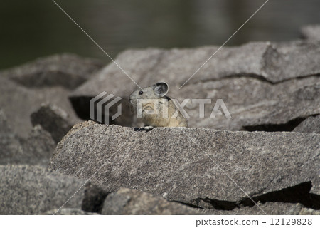 Nuki rabbit in Sequoia National Park 12129828