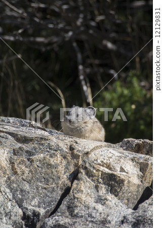 Nuki兔子在紅杉國家公園 12129831