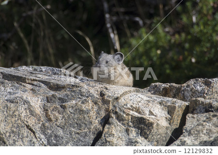 Nuki rabbit in Sequoia National Park Nuki rabbit in Sequoia National Park 12129832