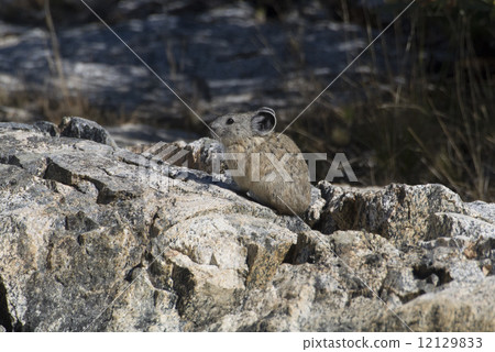 Nuki rabbit in Sequoia National Park 12129833