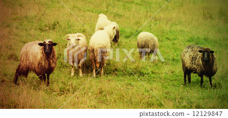 Grazing sheep Grazing sheep 12129847