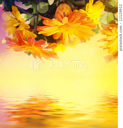 Chrysanthemum floral background Chrysanthemum floral background 12129912