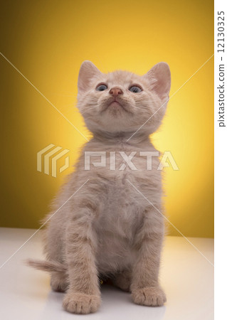 Little funny kitten 12130325