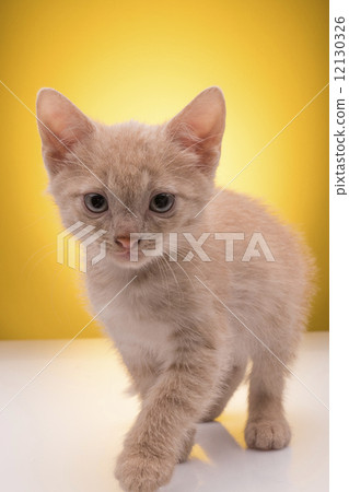 Little funny kitten 12130326