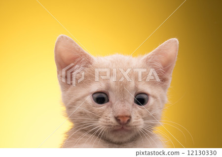 Little funny kitten 12130330