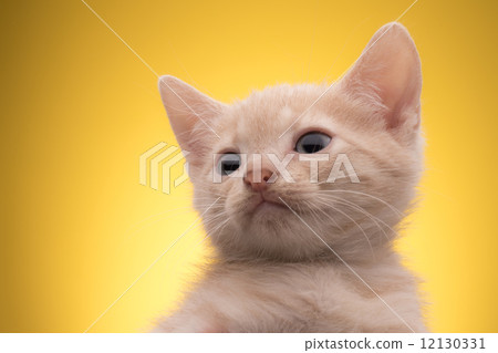 Little funny kitten 12130331