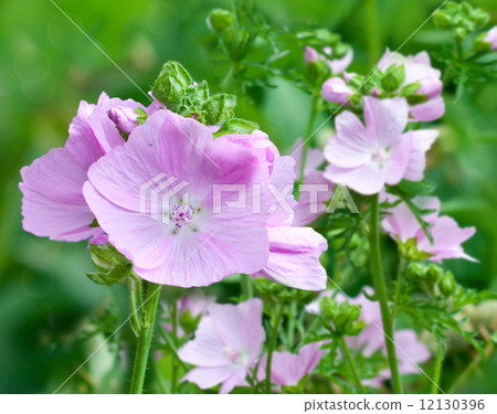 Flowering pink mallows 12130396