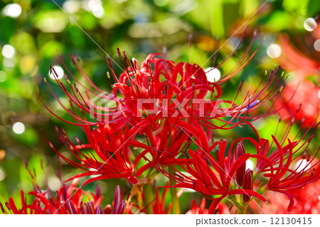 群集孤挺花 12130415