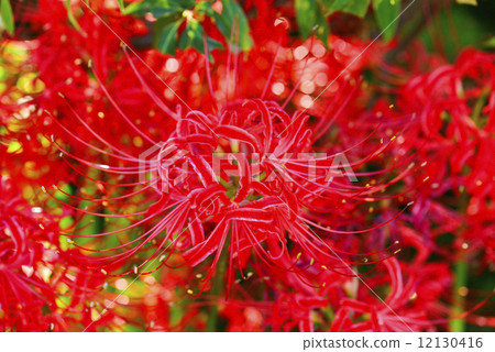 群集孤挺花 12130416