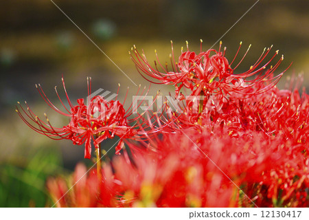 Cluster amaryllis 12130417