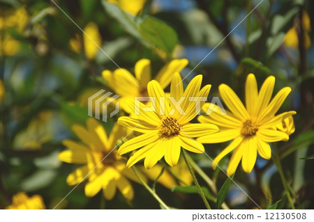 Close-up of flower of Jerusalem artichoke Close-up of flower of Jerusalem artichoke 12130508