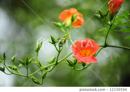 Nausuz Kazura Nausuz Kazura 12130594