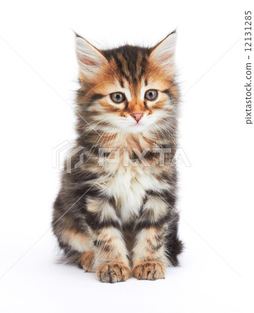 Little Kitten 12131285