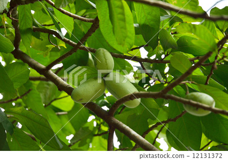 木瓜樹、木瓜果(學名 asimina triloba) 木瓜樹、木瓜果(學名 asimina triloba) 12131372
