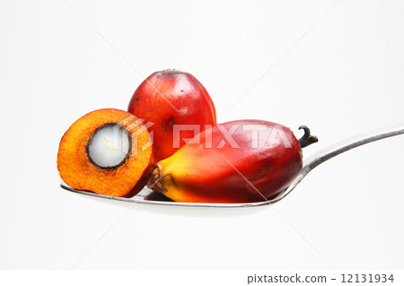 Oil palm fruits on spoon 12131934