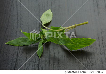 Bergamot leaves 12132037