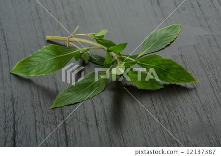 Bergamot leaves 12137387