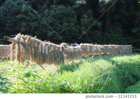 品牌大米 12143153