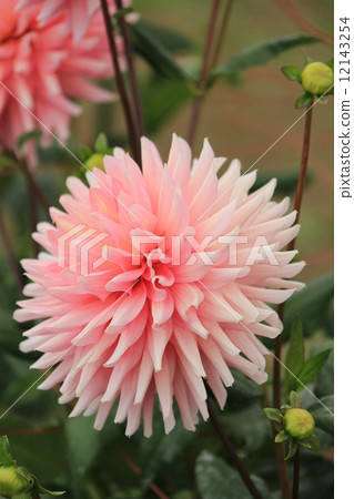 Dahlia (Moonwaltz) Dahlia (Moonwaltz) 12143254