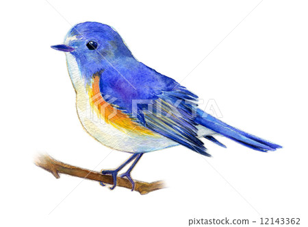 紅脅藍尾鴝 12143362