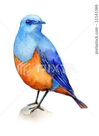 海葵 海葵 12143366