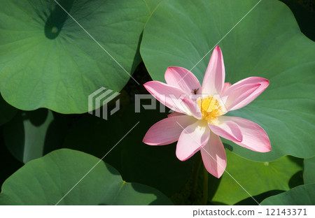 Lotus 12143371