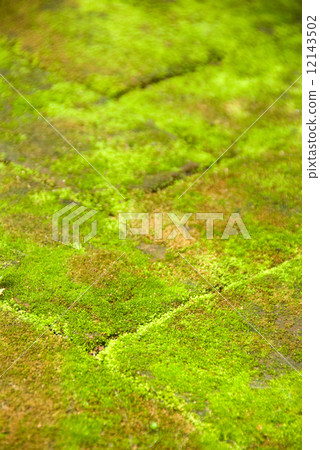 Mossy path Mossy path 12143502