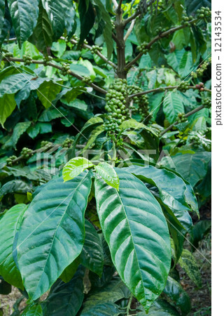 Indian Coffee Plantation Indian Coffee Plantation 12143534