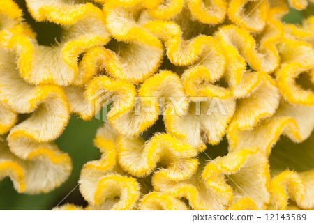 Yellow cockscomb 12143589