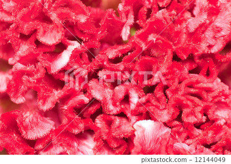 Cockscomb 12144049
