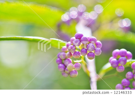 Fresh sea bream fruit 12146333