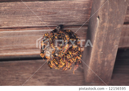 yellow jacket, yellowjacket, wasp