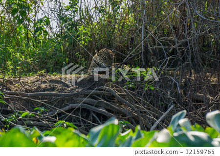 Front view of wild Jaguar standing in riverbank, Pantanal, Brazil 12159765