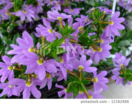 Schevy Blue Fan Scaevola Schevy Blue Fan Scaevola 12162988