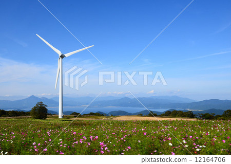 Cosmos field of Kohira Kogen 12164706