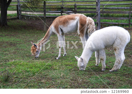 EPCARA village alpaca 12169960