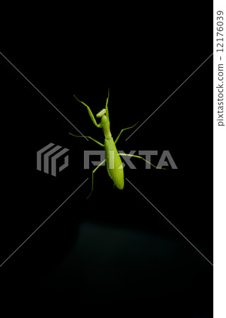 Mantis walk 12176039