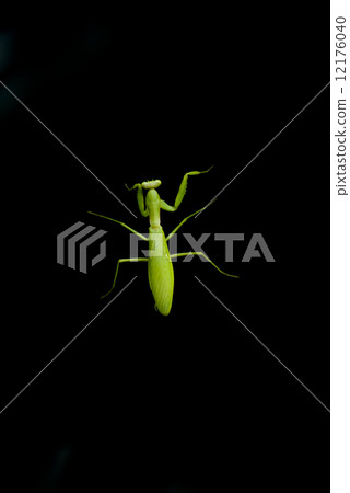 Mantis walk 12176040